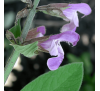 Шавлія лікарська (10 шт.) / Salvia officinalis